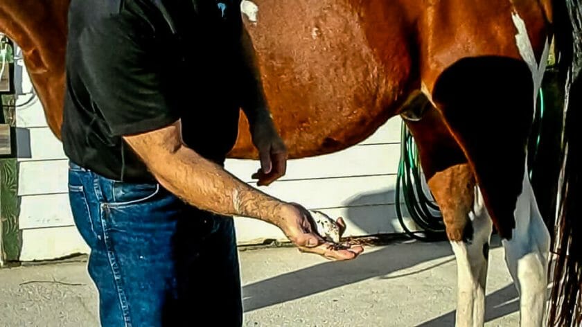 how do wild horses clean their sheath