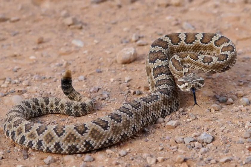 how far can a rattle snake strike