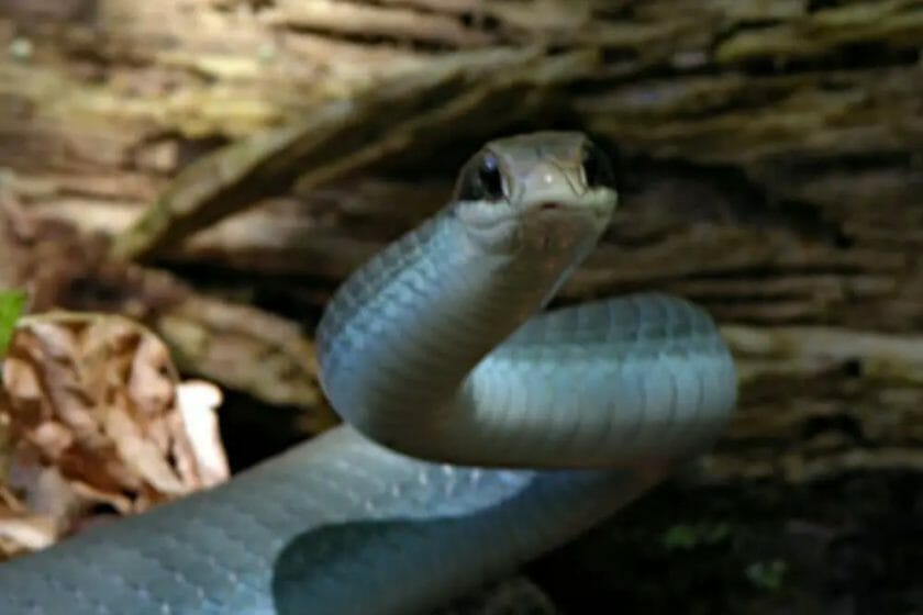 how fast can a snake go