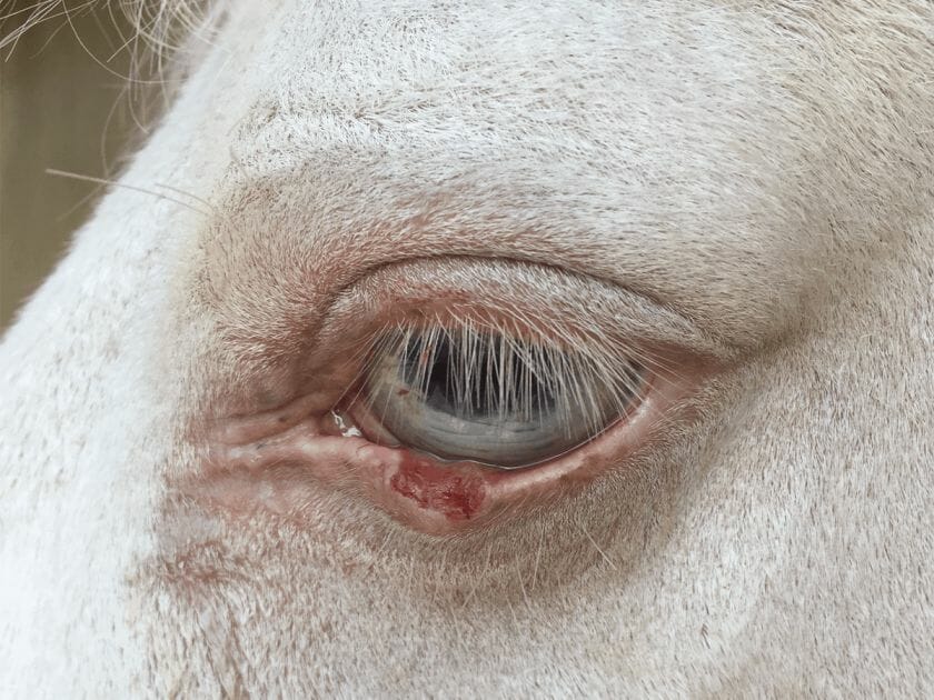 how long can a horse live with squamous cell carcinoma