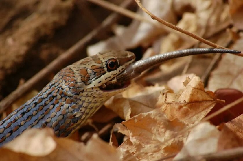 how long can a snake get
