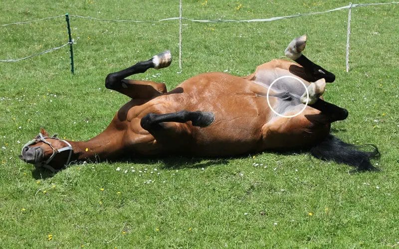 how many teats does a horse have