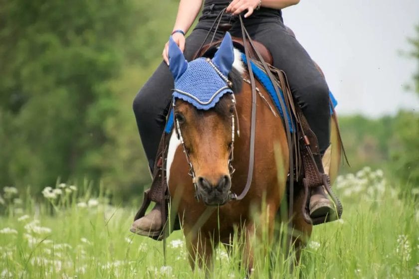 how to treat summer sores in horses