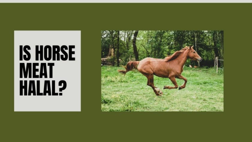 is horse halal