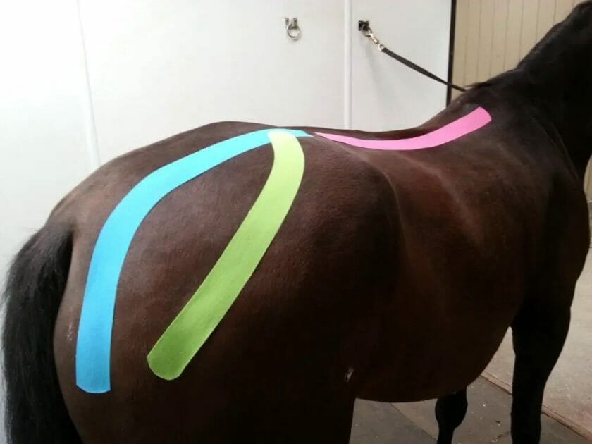 what is taping a horse