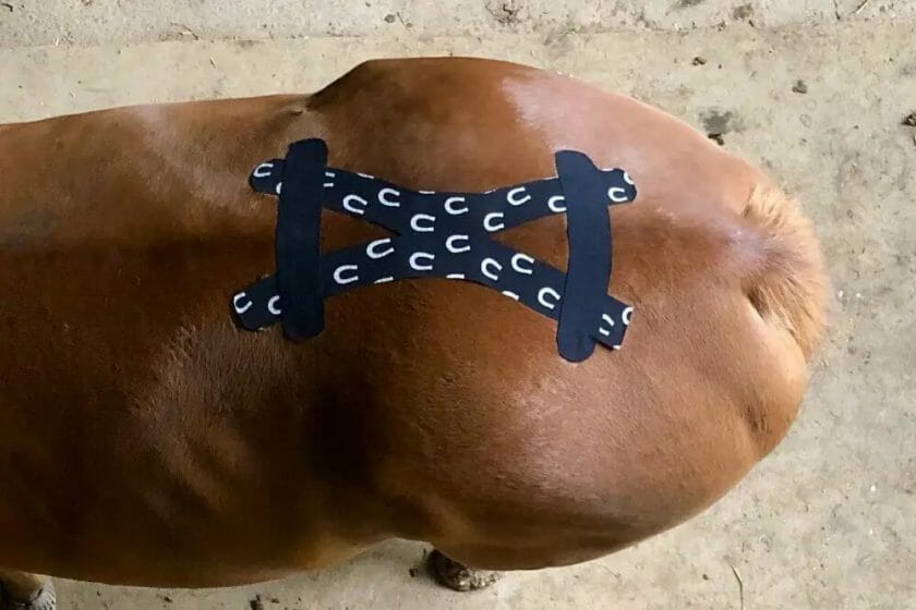 why do you tape a horse