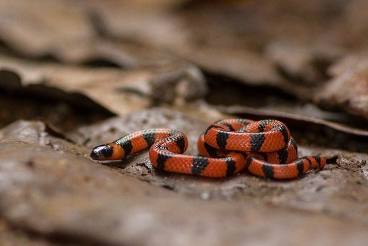 can you eat a coral snake