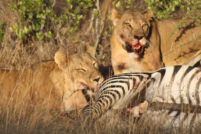 does lion eat snake