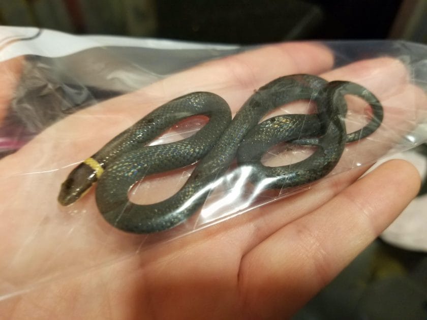 how to preserve a dead snake