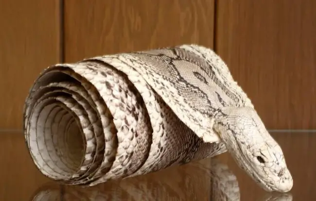 how to skin a snake and preserve skin
