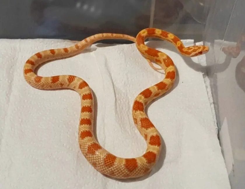 how to tame a snake