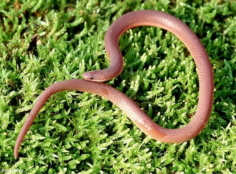 what is a worm snake