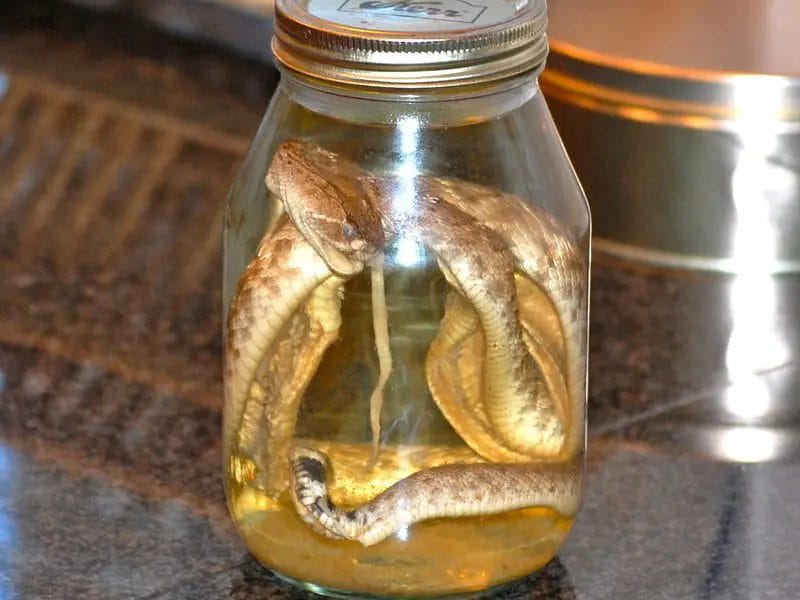 what is snake tequila