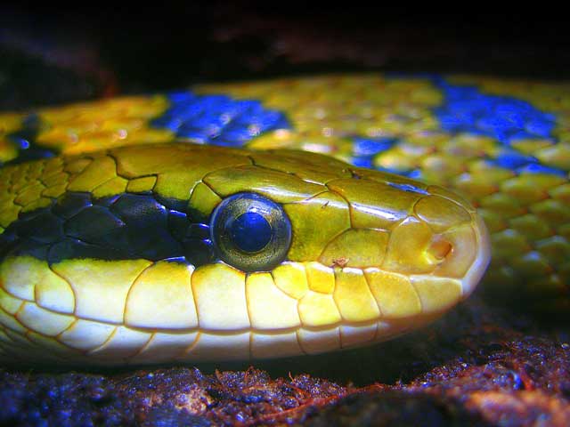 what is the difference between a snake and a serpent